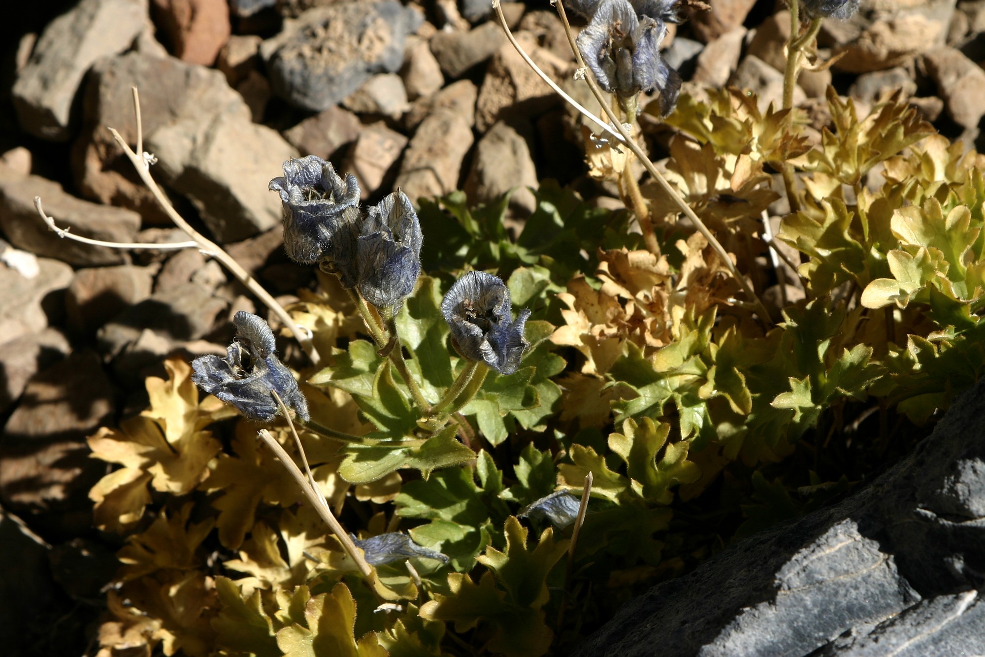 118_1806.jpg