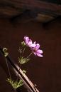 miniature-116_1614.jpg