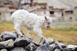 miniature-cd02-img021.jpg