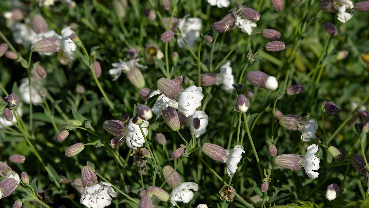 P4180193.jpg