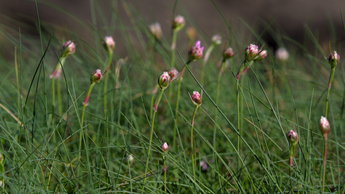 P4190237.jpg