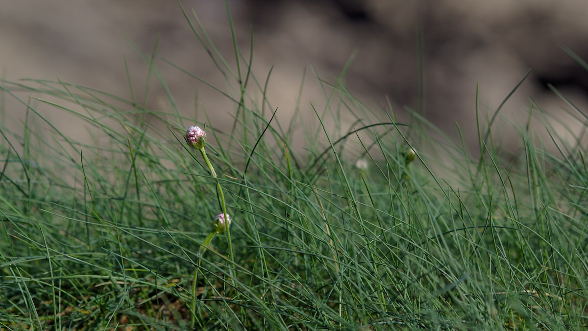 P4190238.jpg