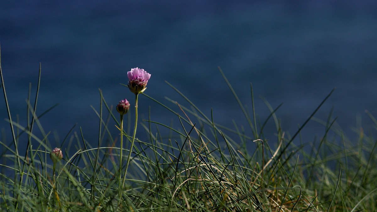 P4190243.jpg