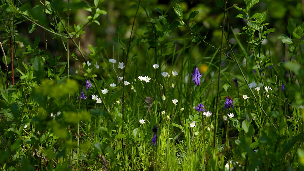 P4190264.jpg