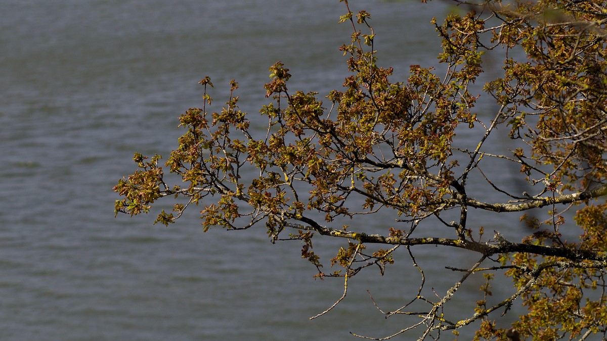 P4190276.jpg