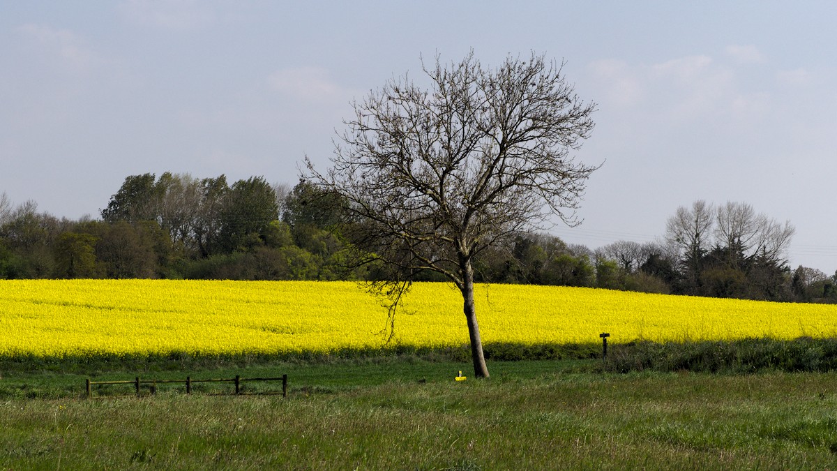 P4190320.jpg