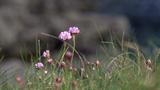 miniature-P4190229.jpg