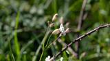 miniature-P4190246.jpg