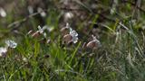 miniature-P4190247.jpg