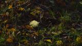 miniature-PB120697.jpg