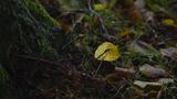 miniature-PB120704.jpg