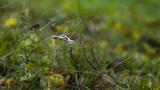 miniature-PB120705.jpg