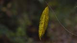 miniature-PB120720.jpg