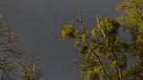 miniature-PB120730.jpg