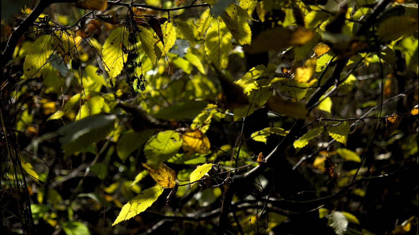 P9150600.jpg