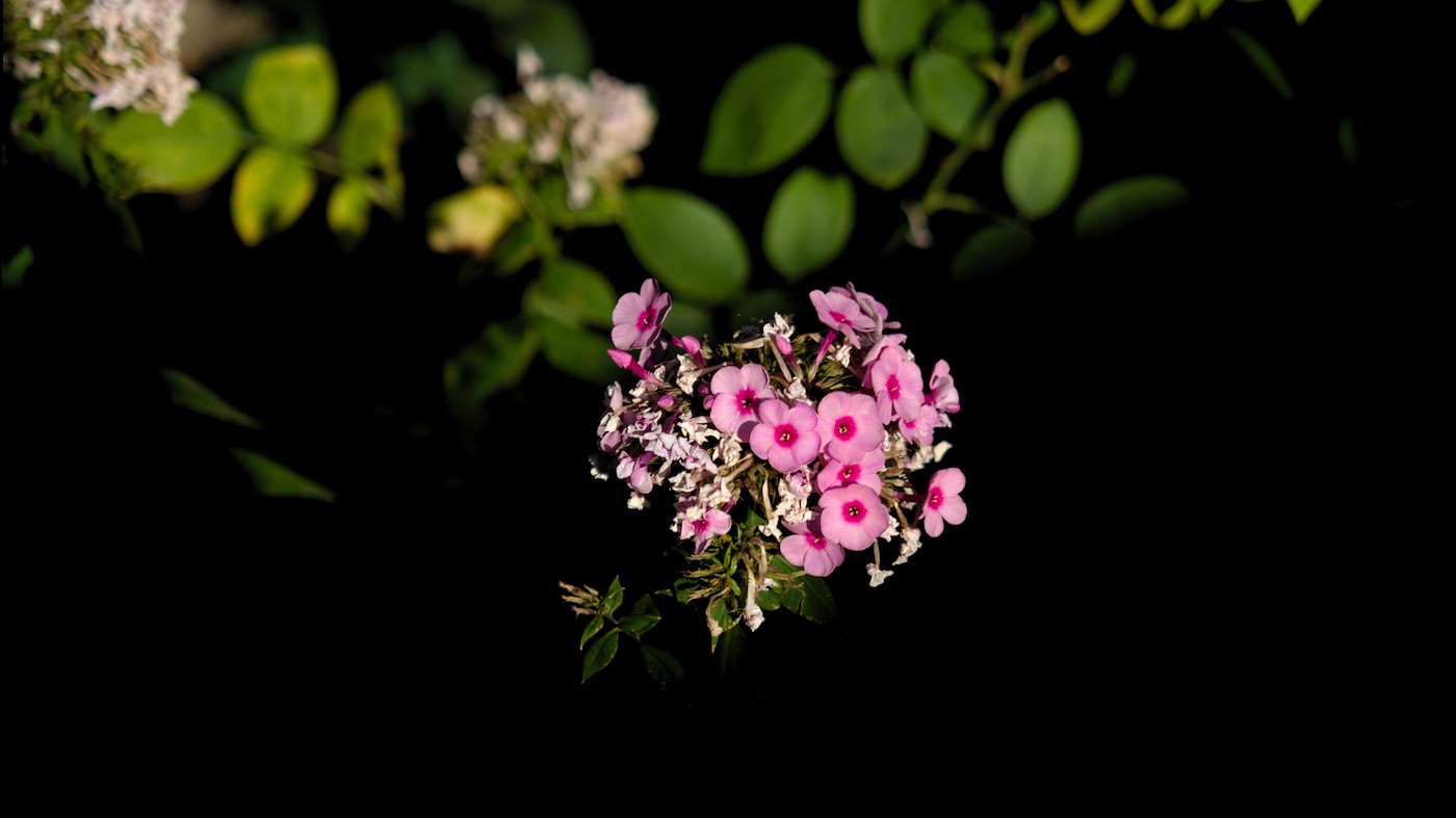 P9170750.jpg