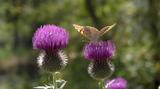 miniature-P9100050.jpg