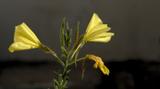 miniature-P9170755.jpg