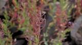 miniature-P9180879.jpg