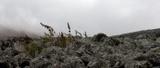 miniature-P9180886.jpg