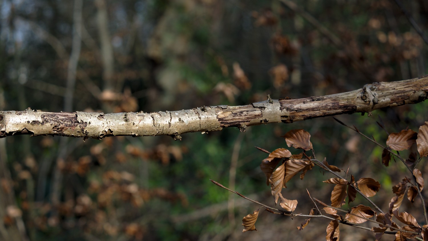 P3100482.jpg