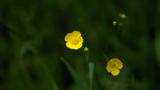 miniature-P5191575.jpg