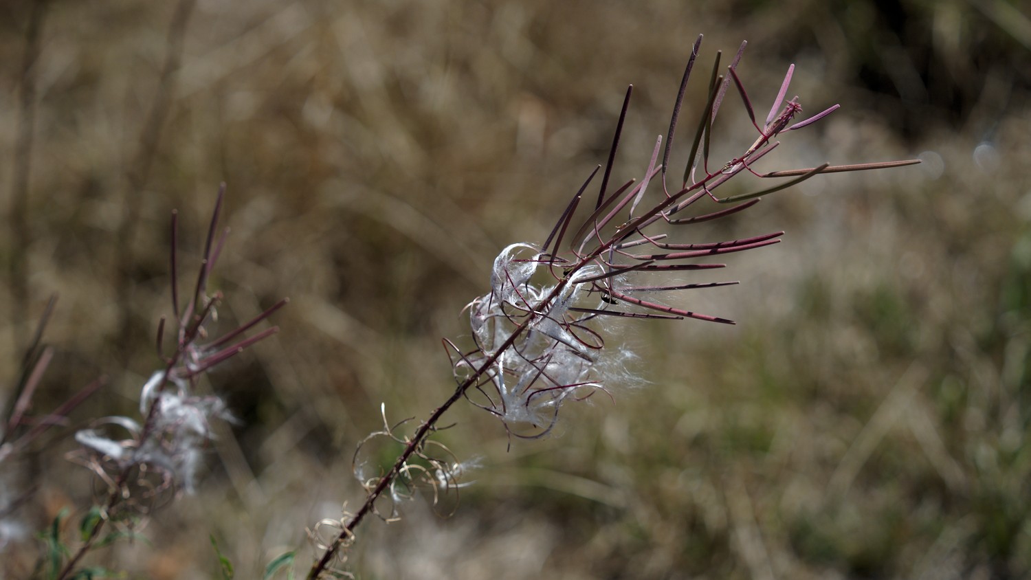 P9032065.jpg