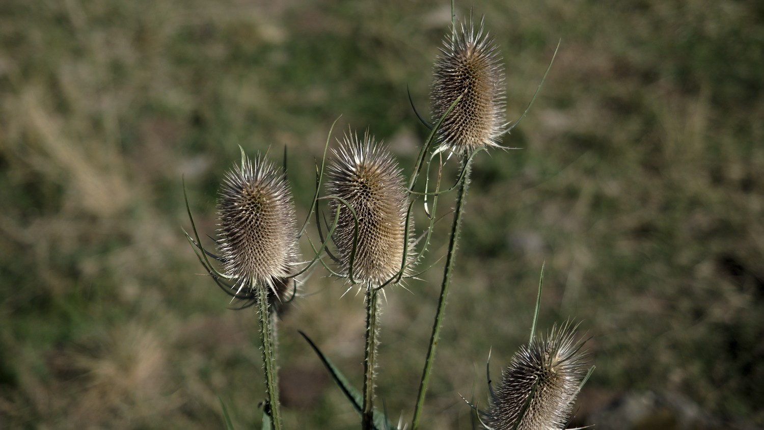 P9042163.jpg