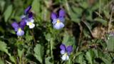 miniature-P9032059.jpg