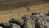 miniature-P9052176.jpg