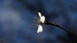 miniature-P3153238.jpg