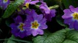 miniature-P3153254.jpg