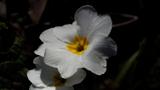 miniature-P3153257.jpg