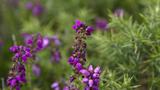 miniature-P7033398.jpg