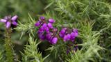 miniature-P7033399.jpg