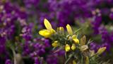 miniature-P7033410.jpg