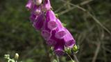 miniature-P7033466.jpg