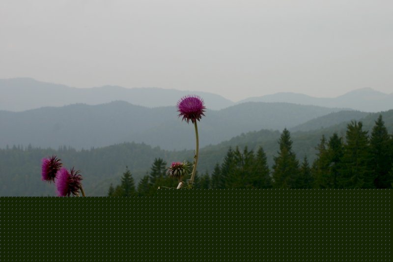 img011.jpg