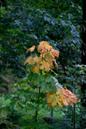miniature-IMG_10080.jpg