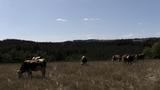 miniature-IMG_8802.jpg
