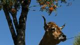 miniature-IMG_8809.jpg