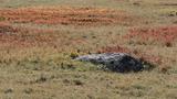 miniature-IMG_8846.jpg