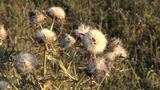 miniature-IMG_8850.jpg