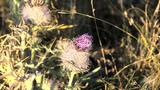 miniature-IMG_8851.jpg