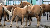 miniature-IMG_7699.jpg