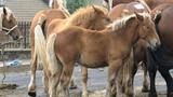 miniature-IMG_7700.jpg