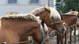 miniature-IMG_7703.jpg