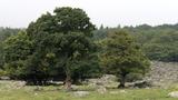 miniature-IMG_7736.jpg