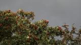 miniature-IMG_7749.jpg