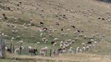 miniature-IMG_7762.jpg
